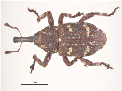 圆角木蠹象成虫.