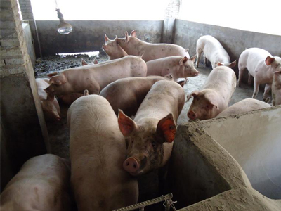 长治长子温氏生猪续建项目开工