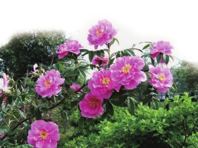 刺木菊是我挥之不去的乡愁