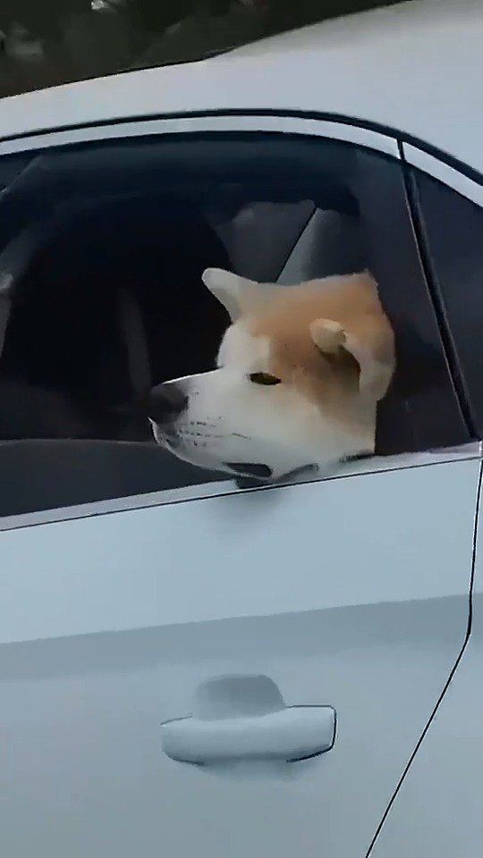 如果说问君能有几多愁,恰是车窗夹狗头了吧哈哈哈