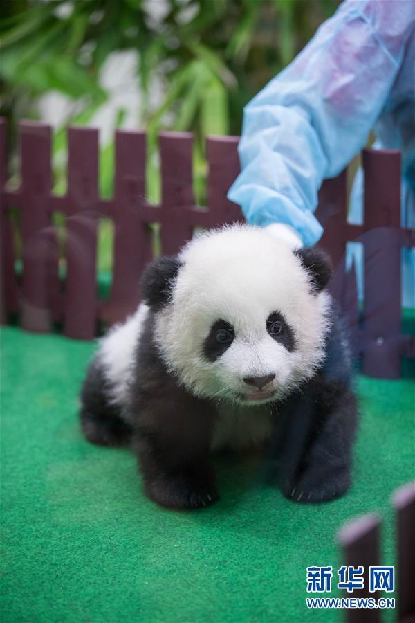 萌化!马来西亚出生的第二只大熊猫宝宝亮相|马来西亚|国家动物园|兴兴