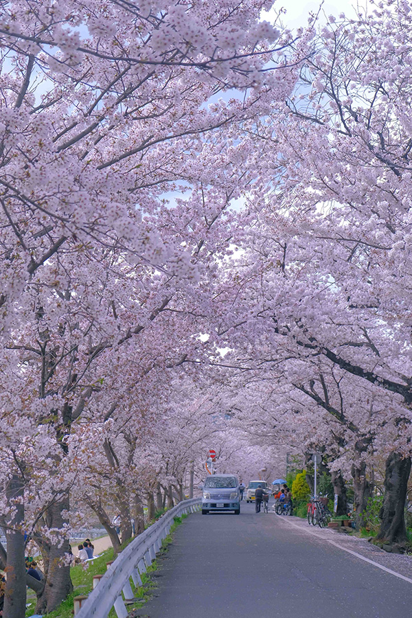 都说京都的樱花最美我却得了赏樱焦虑症