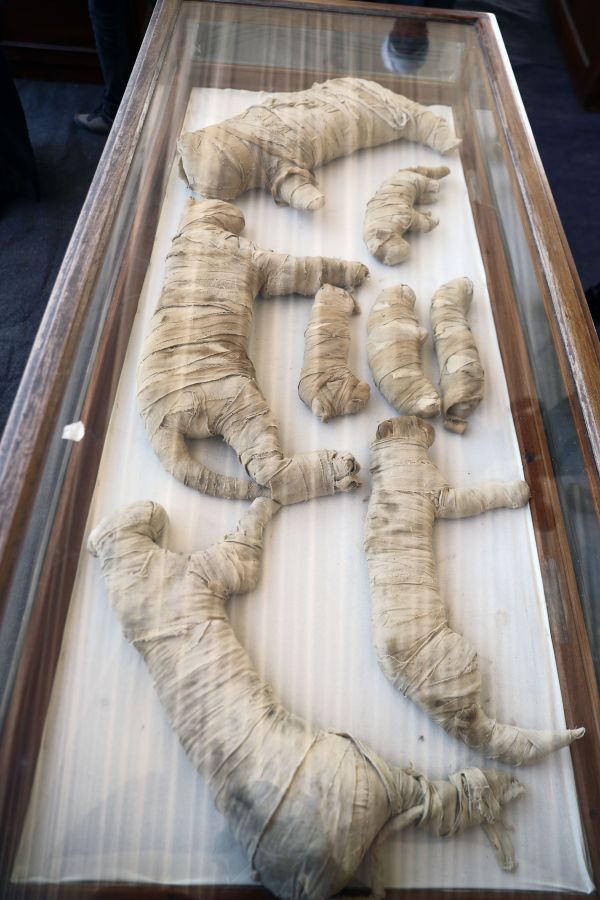 美媒埃及展出新发现动物木乃伊含罕见幼狮木乃伊