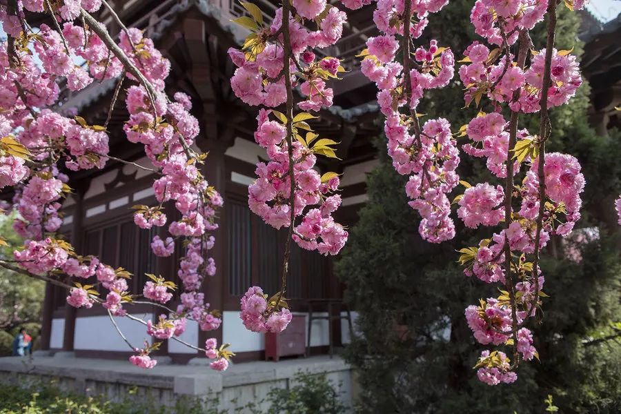 青龙寺樱花树图片