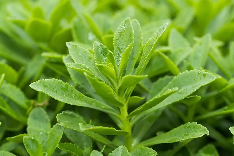 现在只做一碗拉面 | 美好首发|阿里巴巴|养心菜|拉面_新浪科技_新浪网