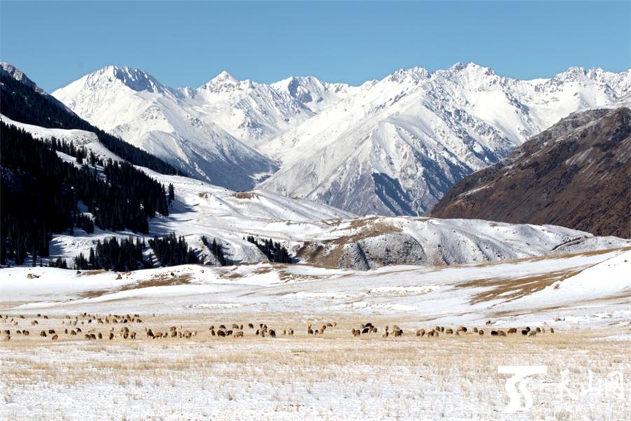 【高清组图】雪后昭苏高原牧民赶牲畜转至温暖冬牧场