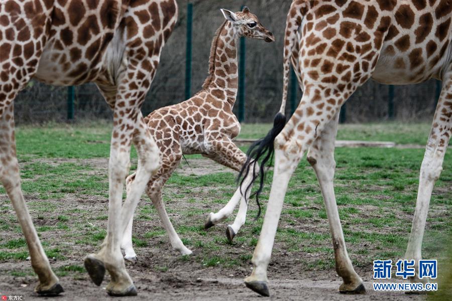 当地时间2018年11月20日,德国柏林,在当地的tierpark动物园,小长颈鹿
