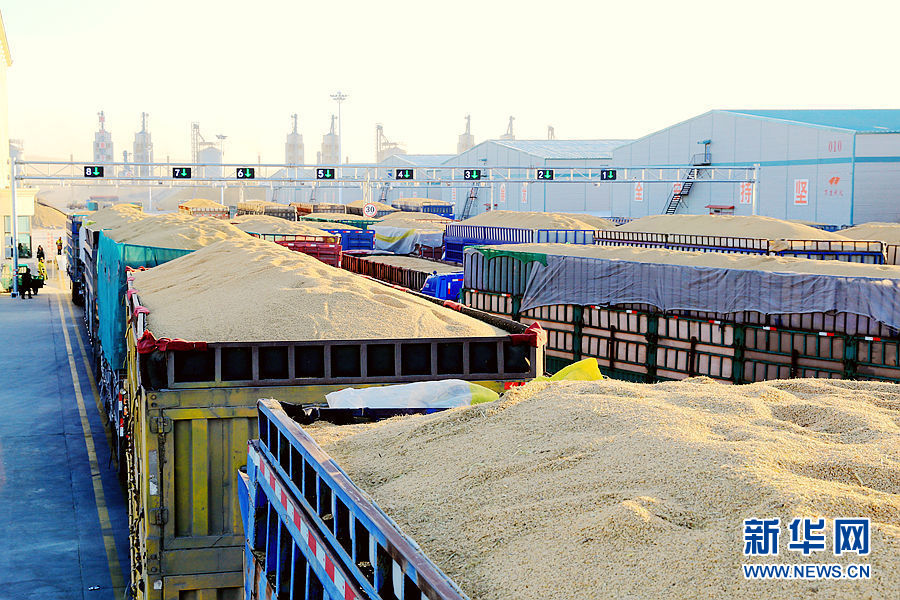 丰收年里的卖粮party黑龙江省粮食主产区秋粮收购现场见闻