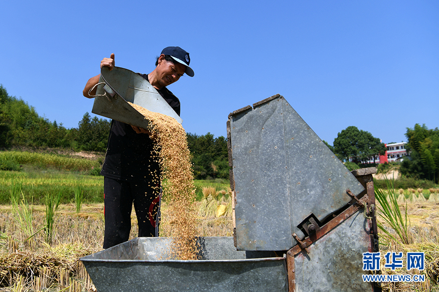 图为:湖北通城县,农民正在按照传统方式加工有机水稻