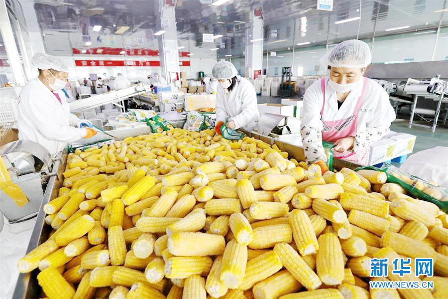 万全区工业化鲜食玉米加工助增收|农产品_新浪财经_新浪网