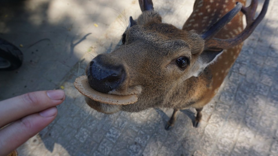 日本奈良鹿咬人事件创新高 伤者多为中国人|野