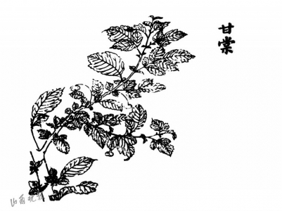 蔽芾甘棠召公所说召公所憩