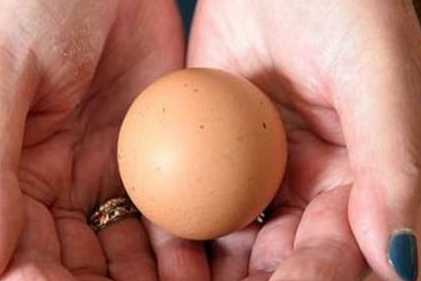 英国母鸡下圆形鸡蛋一枚价值4161元