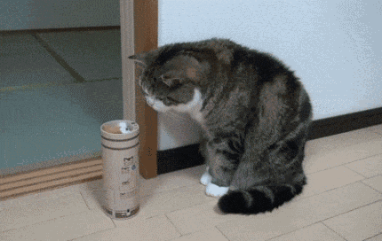 猫|跳高|平地_新浪网