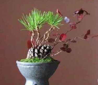 免费捡来的"松塔",有3个"大作用",养花肥效足,还能变盆景