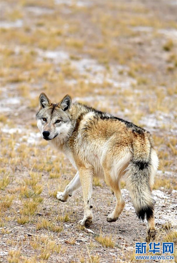 西藏双湖野生动物的天堂图