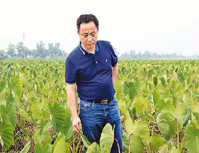 农民评说中国农民丰收节