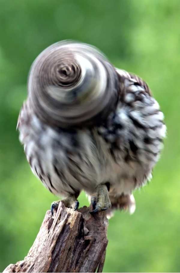 摄影师抓拍猫头鹰"电钻"头画面:莫名喜感