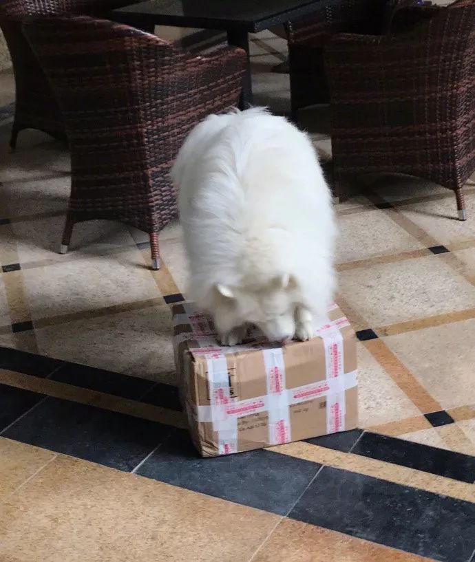 一只会拆快递的狗狗看完它的举动惊呆了