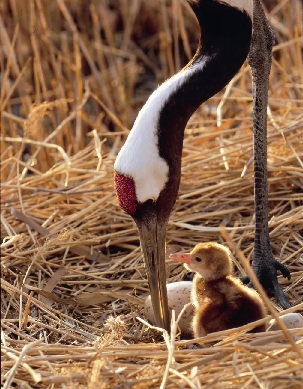 这个盐城萌宝真"大牌",视频带你瞧一瞧