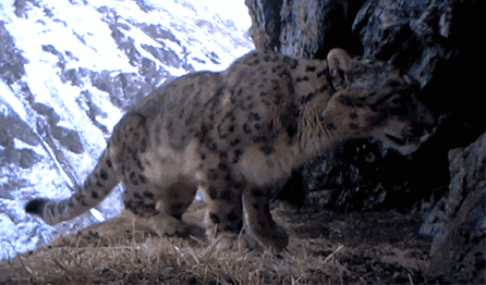 跟着高原捡屎官你也可以为保护雪豹出份力