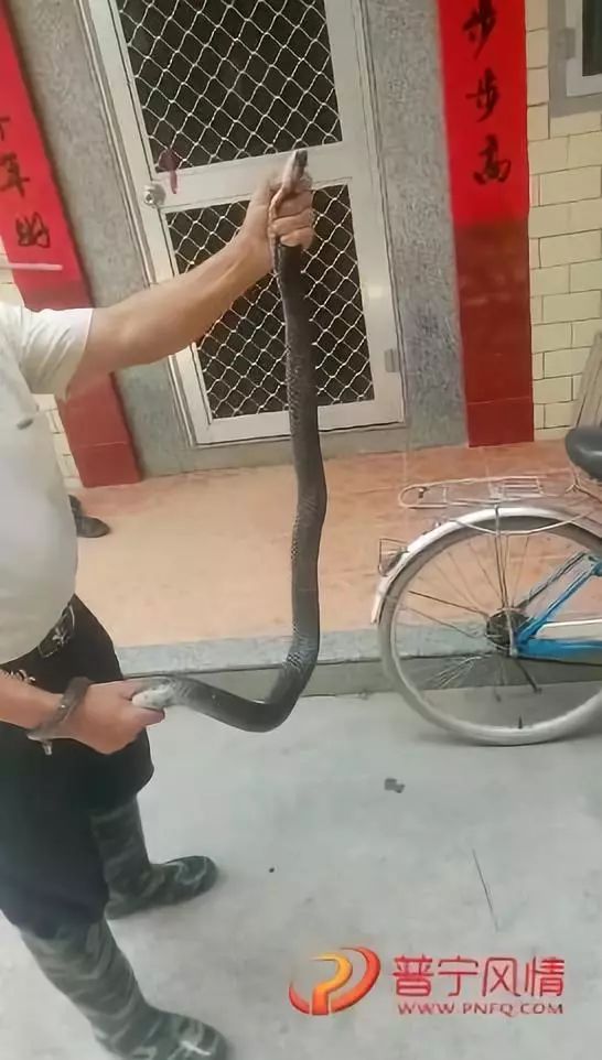 普宁某村民家中惊现剧毒眼镜蛇