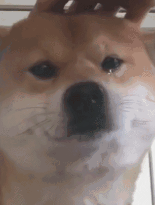 效仿古时的连坐,把这狗的狗爸,狗妈,狗崽子,狗亲戚全部找出来,来个"诛