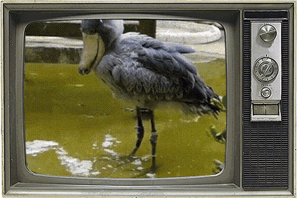 鲸头鹳|鱼|鸭子_新浪新闻