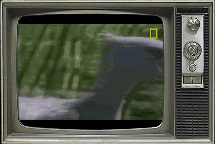 鲸头鹳|鱼|鸭子_新浪新闻