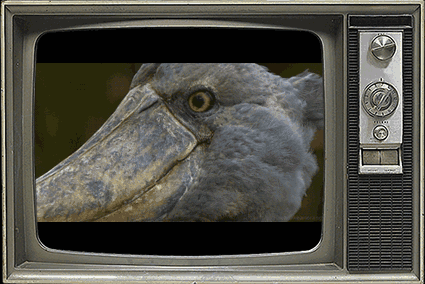 鲸头鹳|鱼|鸭子_新浪新闻