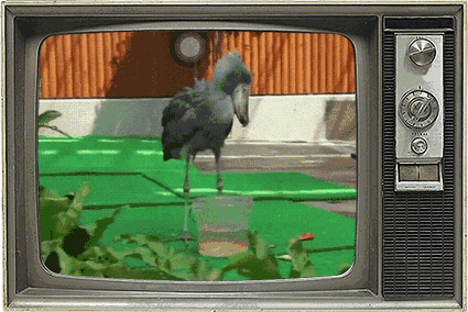 鲸头鹳|鱼|鸭子_新浪新闻