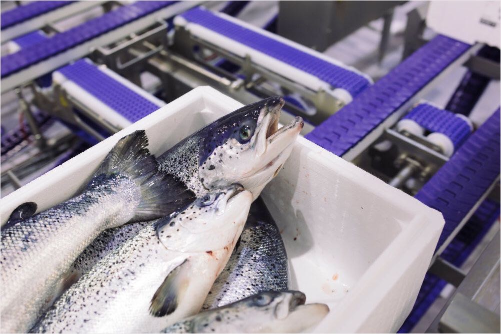 全国多地都有养殖,如果将虹鳟鱼归为三文鱼,那么全国各地的虹鳟鱼都