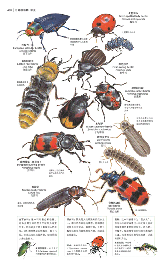 比双11还便宜:这套简明动物百科,2700幅动物插画,竟不足百元!