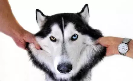 网友家的异瞳哈士奇简直美到爆炸