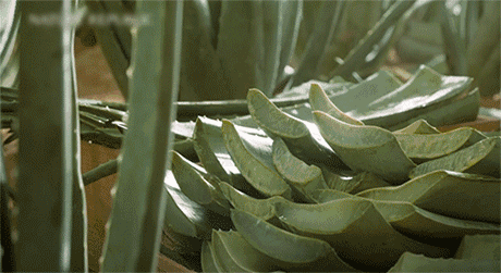保湿补水晒后修复一瓶搞定300ml白菜价怎么用都不心疼