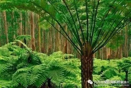 定居广西十几年,我自信比本地人更懂广西的好