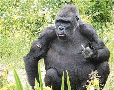 发泄不满 大猩猩朝游客竖中指|大猩猩|游客|猩猩_新浪新闻