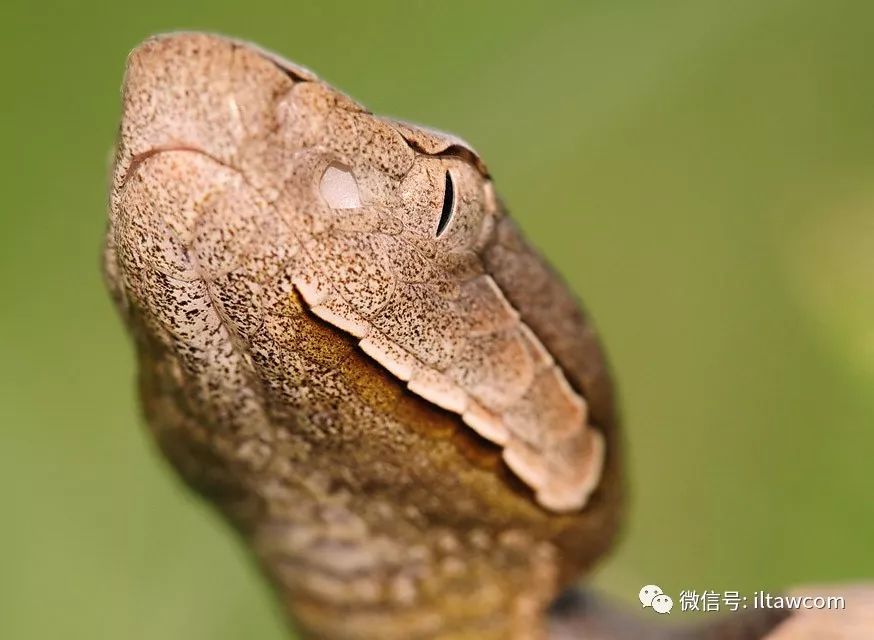 北美洲有毒蛇类-铜头蝮
