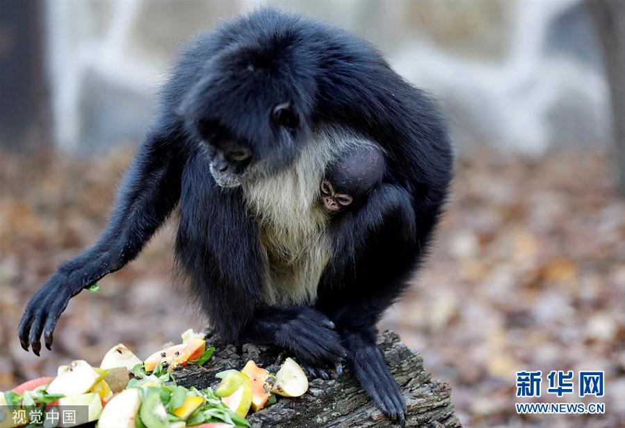 捷克新生蜘蛛猴亮相