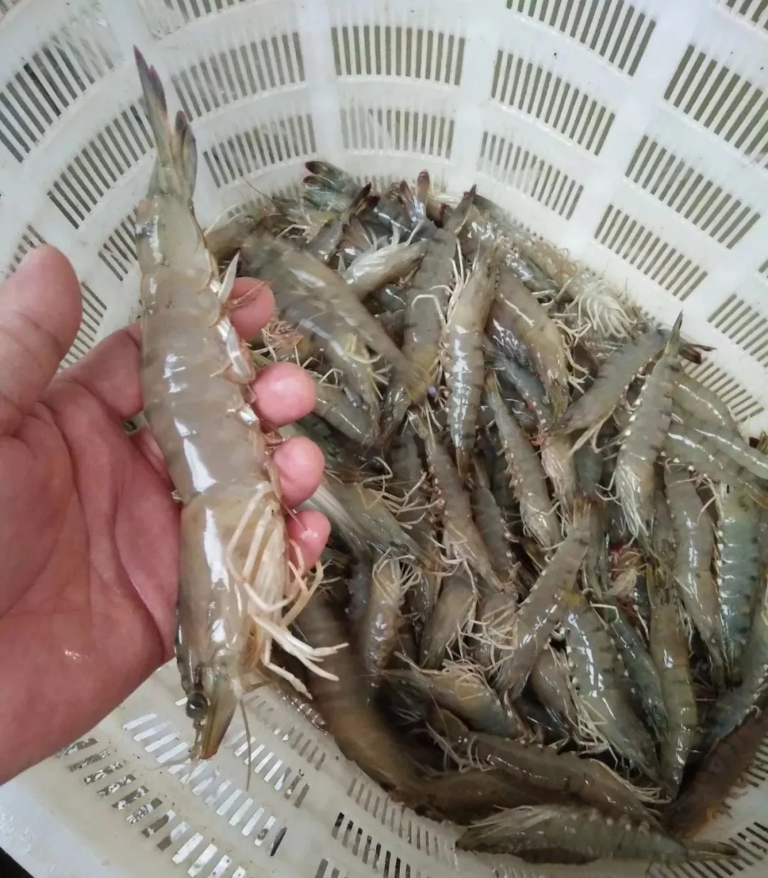 南美白对虾苗期管理事项 - 广俊惠民知识