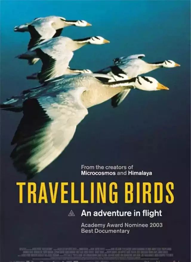 1le peuple migrateur迁徙的鸟7这是一部真实反映企鹅生活的电影.