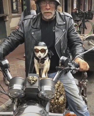 这位老爷爷带吉娃娃出门的场景被网友赞称史上最酷的爷孙