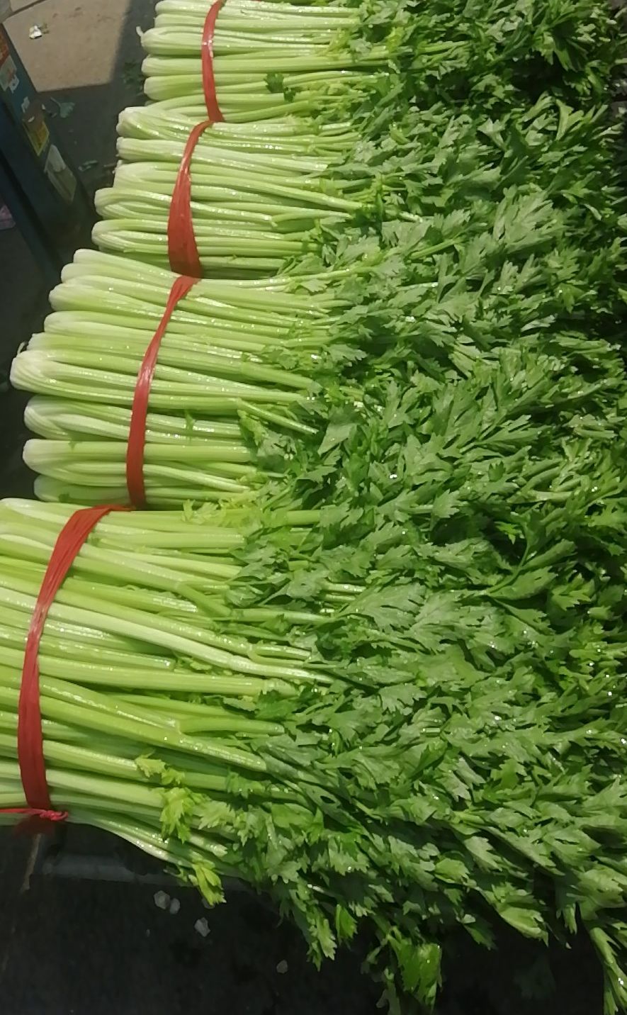 新鲜的芹菜.新京报记者 景啸尘 摄