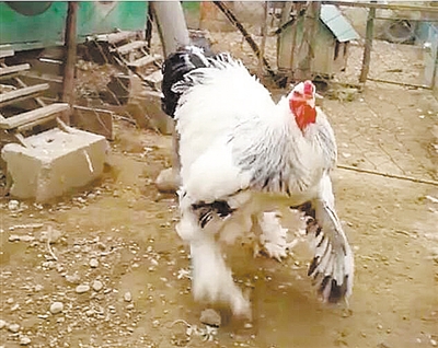 鸡中巨人 婆罗门鸡高91厘米