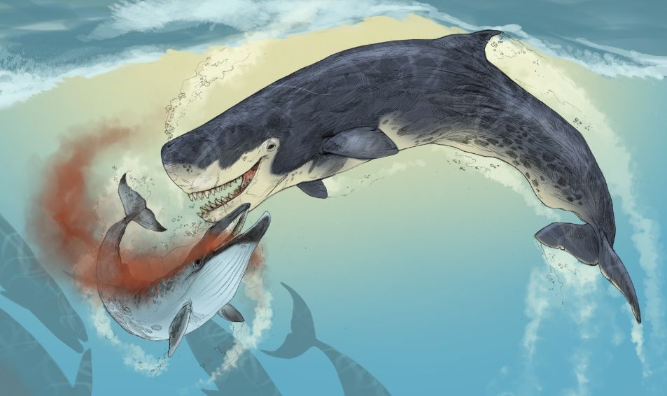 不过,"英雄"已矣,掠食性抹香鲸也和巨齿鲨一样早已灭绝了.