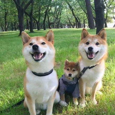 网友说他家金毛特别好玩,一听到吃饭就会疯狂.转圈圈!