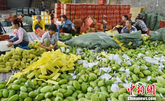 每天，大量的东南亚热带水果从凭祥销往中国各地。　庞立坚 摄