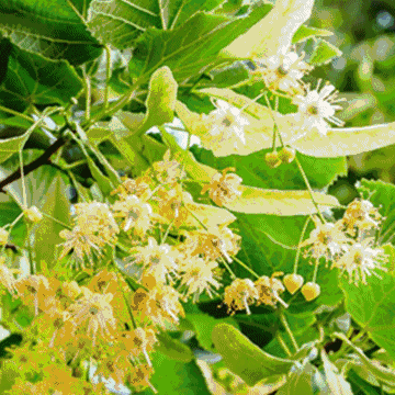 俄罗斯纯天然进口椴树蜜,88元买一赠一! | 每桶1.2斤