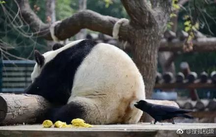 哟哟哟,薅你一嘴毛