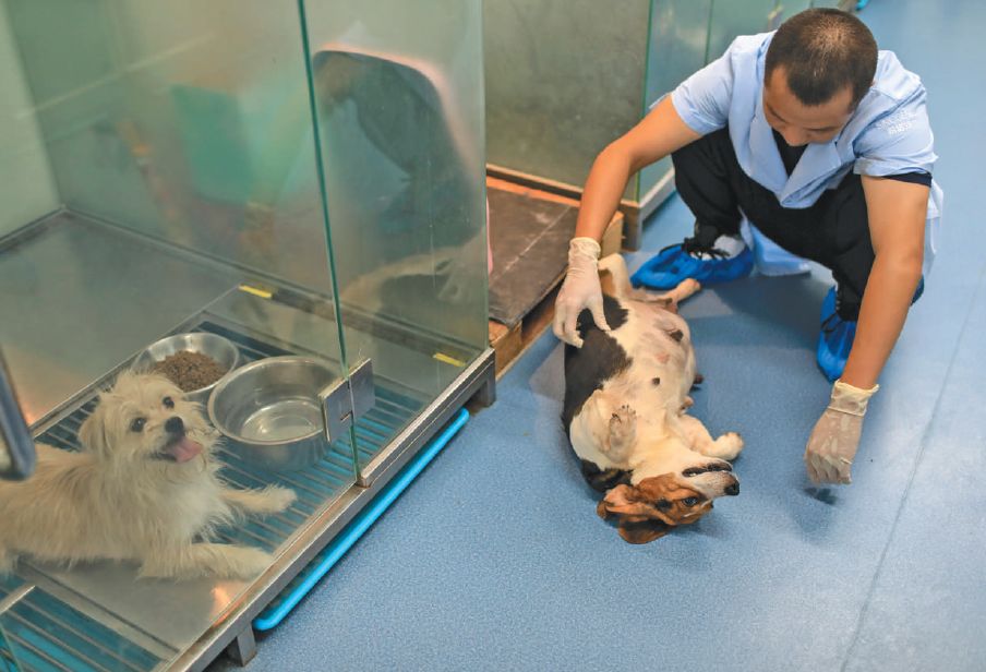  ▲一只马上就要生产的代孕母狗正在被工作人员抚摸。摄影/新京报记者浦峰